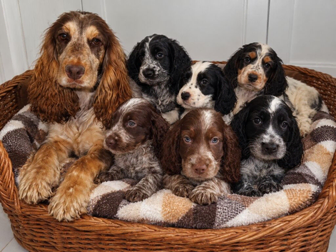 Cocker Spaniel Puppies
