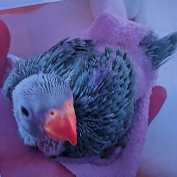 Indian ringnecks