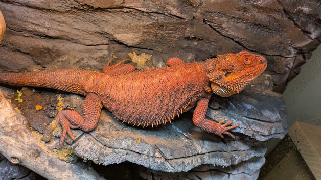 Red Male Bearded Dragon for sale