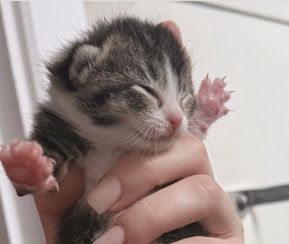 3 beautiful kittens &bull;READY TO LEAVE NOW&bull;