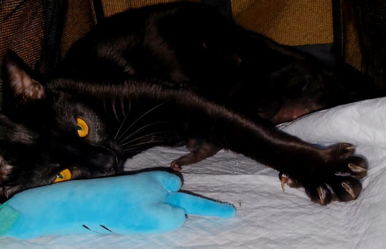 Four Gorgeous Black Kittens - Born 2nd September