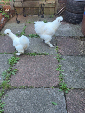 Pair of Young White Silkie Chickens - Healthy & Just Started Laying!