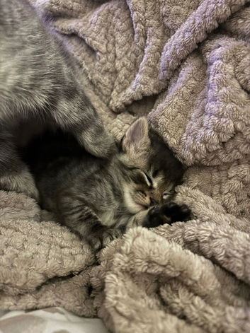 Male Maine coon cross kitten