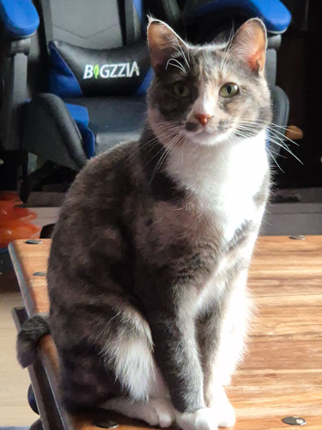 Female diluted calico