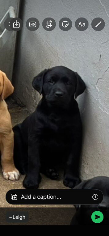 Labrador puppies
