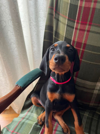Only 2 beautiful, healthy Dobermann puppies left!