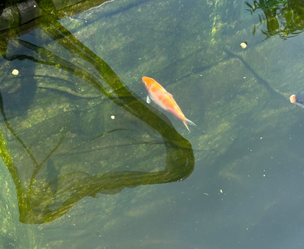 2 Koi
