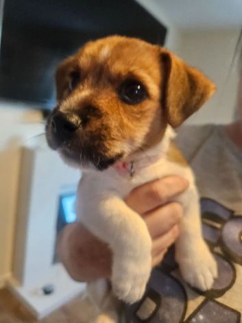 Jackrussel girl ready to leave last of the litter
