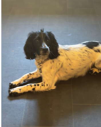 Simba 1 year old Male cocker Spaniel