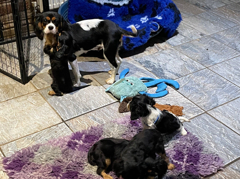 Cavalier King Charles puppies
