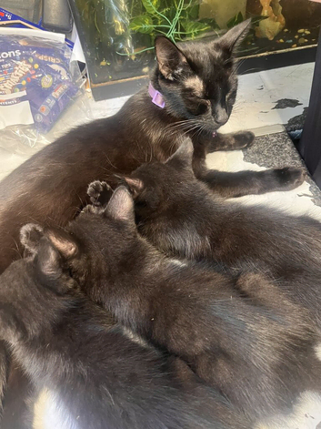 We have 3 beautiful kittens ready