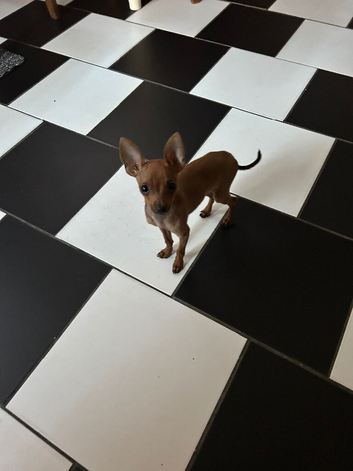 MINI XXS PINTCHER