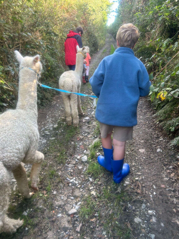 4 Alpaca halter trained males