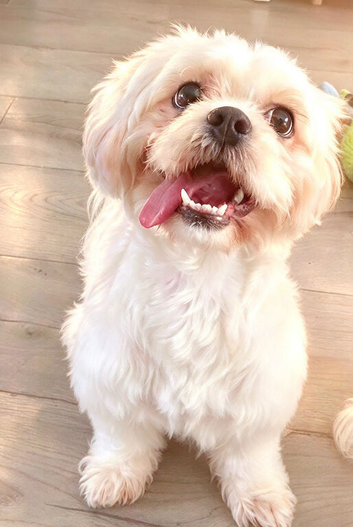 Female shihtzu for sale
