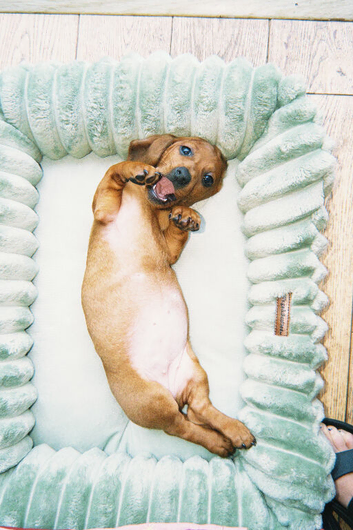 Miniature Dachshund