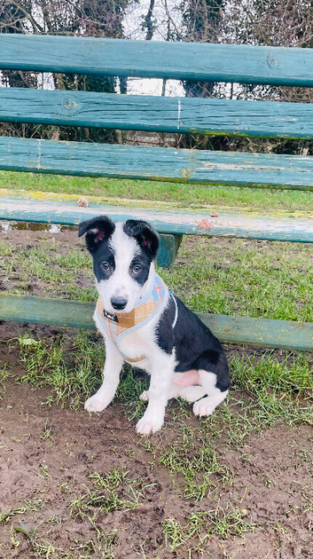 Beautiful boy pup