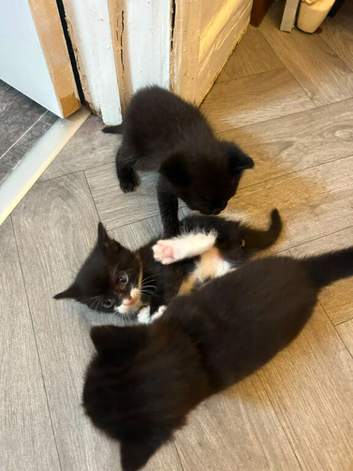 5 Lovely kittens