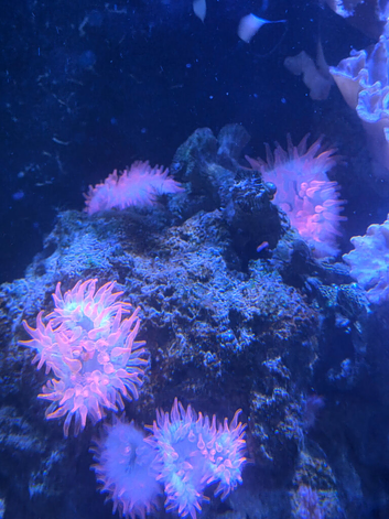 Pair of white&black clownfish, all corrals and life rocks