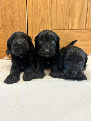 F1 Cockapoo puppies