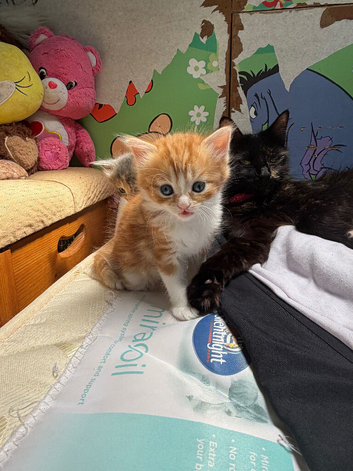 Beautiful kittens for sale