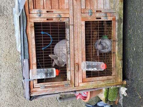 2 adults rabbits male and female