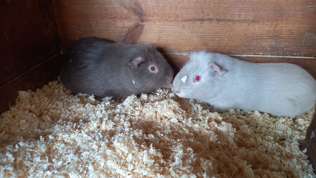 Baby Guinea pigs for sale