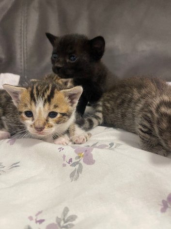 Half bengal half maincoone kittens