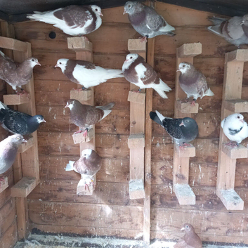 Birmingham roller pigeons