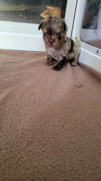Apple head Chihuahua puppies long haired