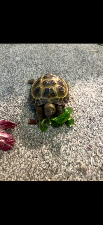 Beautiful horse field tortoise for sale and enclosure