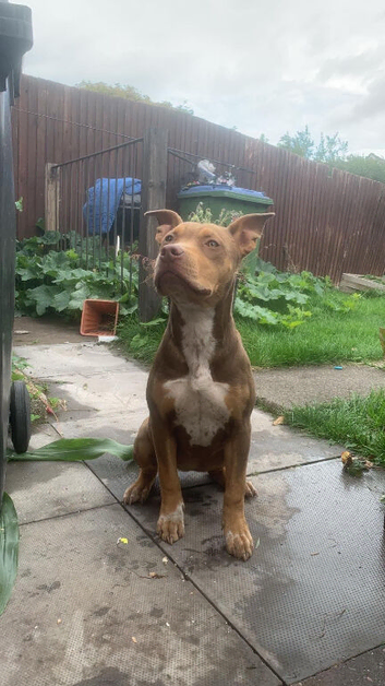 American bully