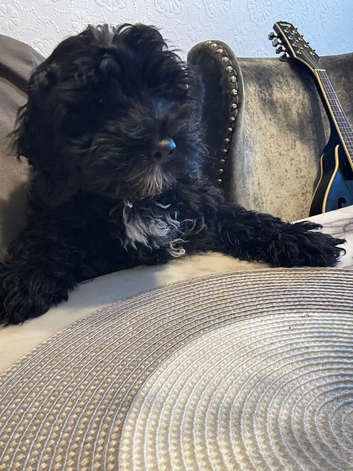 Stunning cockapoo 14weeks trained