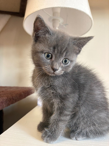 Kittens for sale