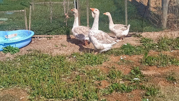 Trio of Buff Dewlap Toulouse Geese