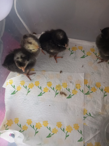 Week old chicks