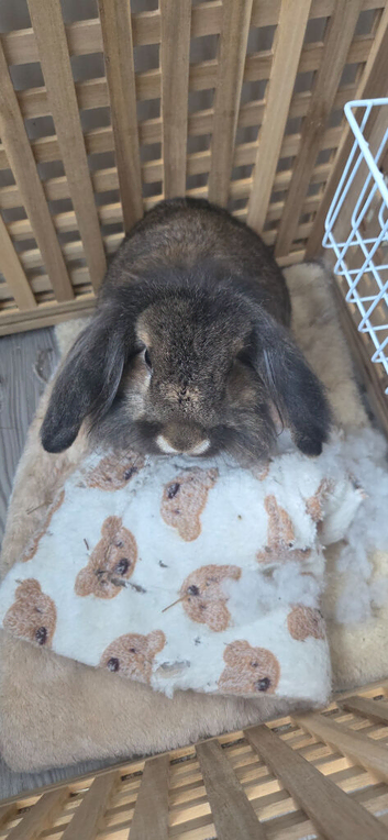 2 year old male lop looking for new home