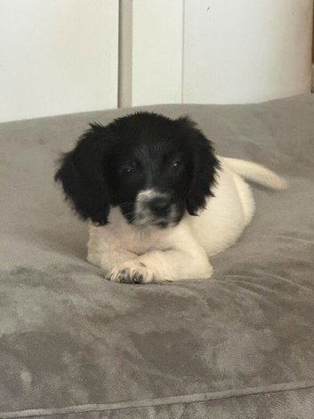 UPDATE ! Last boy cocker spaniel puppies for sale