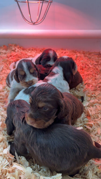 Beautiful show type cocker spaniels