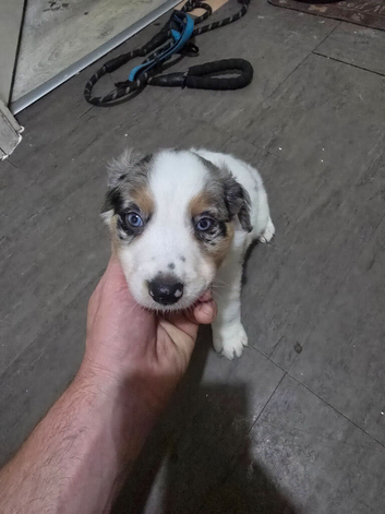 Beautiful border collie male pups