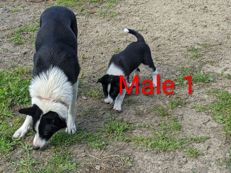 ISDS border collie pups for sale