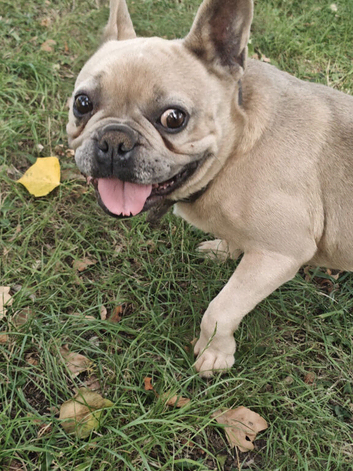 Stunning Lilac French Bulldog girl