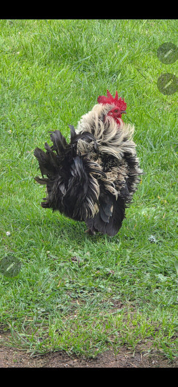 Cockerel