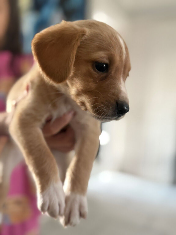 Springador puppies