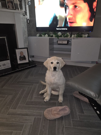 Golden retriever girl KC