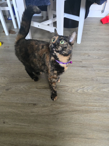 3 year old female for rehomeing