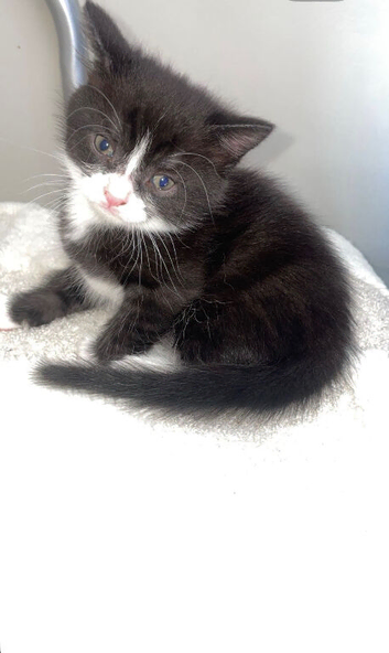 Kittens for sale