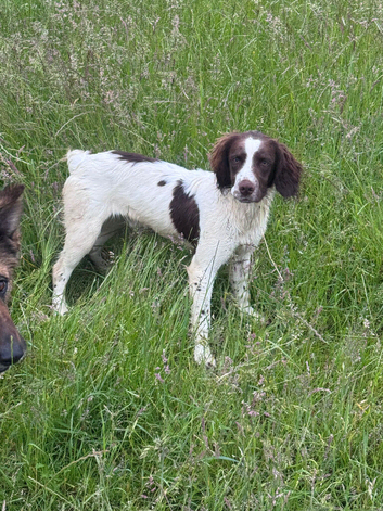 Young Springer dog looking for the best of homes!