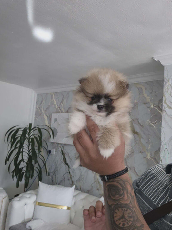 Pomeranian Teddy bear puppies