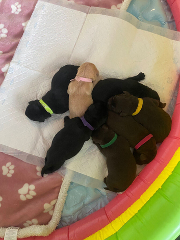 Stunning KC Registered Labrador Puppies - Looking for Their Forever Home