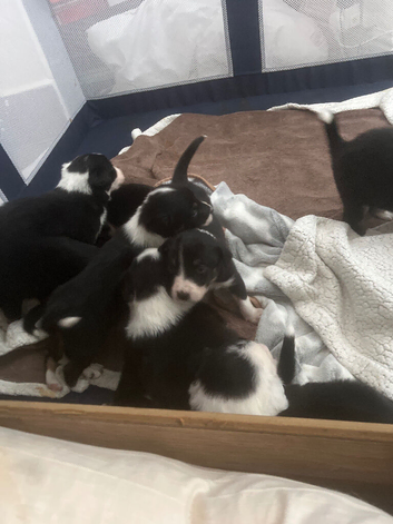 Border Collie Puppies &ndash; Ready in 4 Weeks &ndash; 9 Available